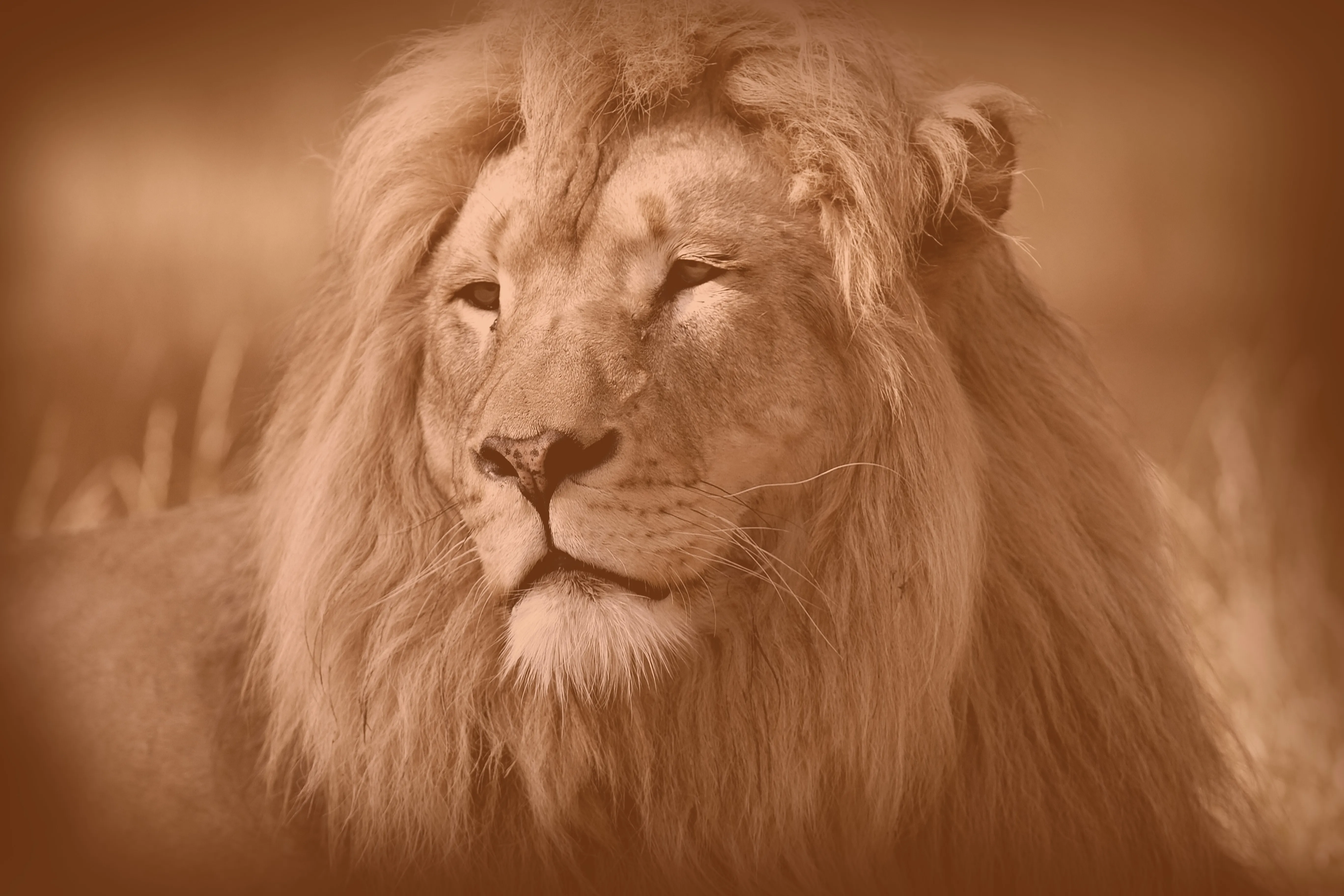 Close-up of a male lion in Wandering Lion’s warm orange brand treatment, symbolising calm authority, resilience and the confidence to lead a stronger trade operation.