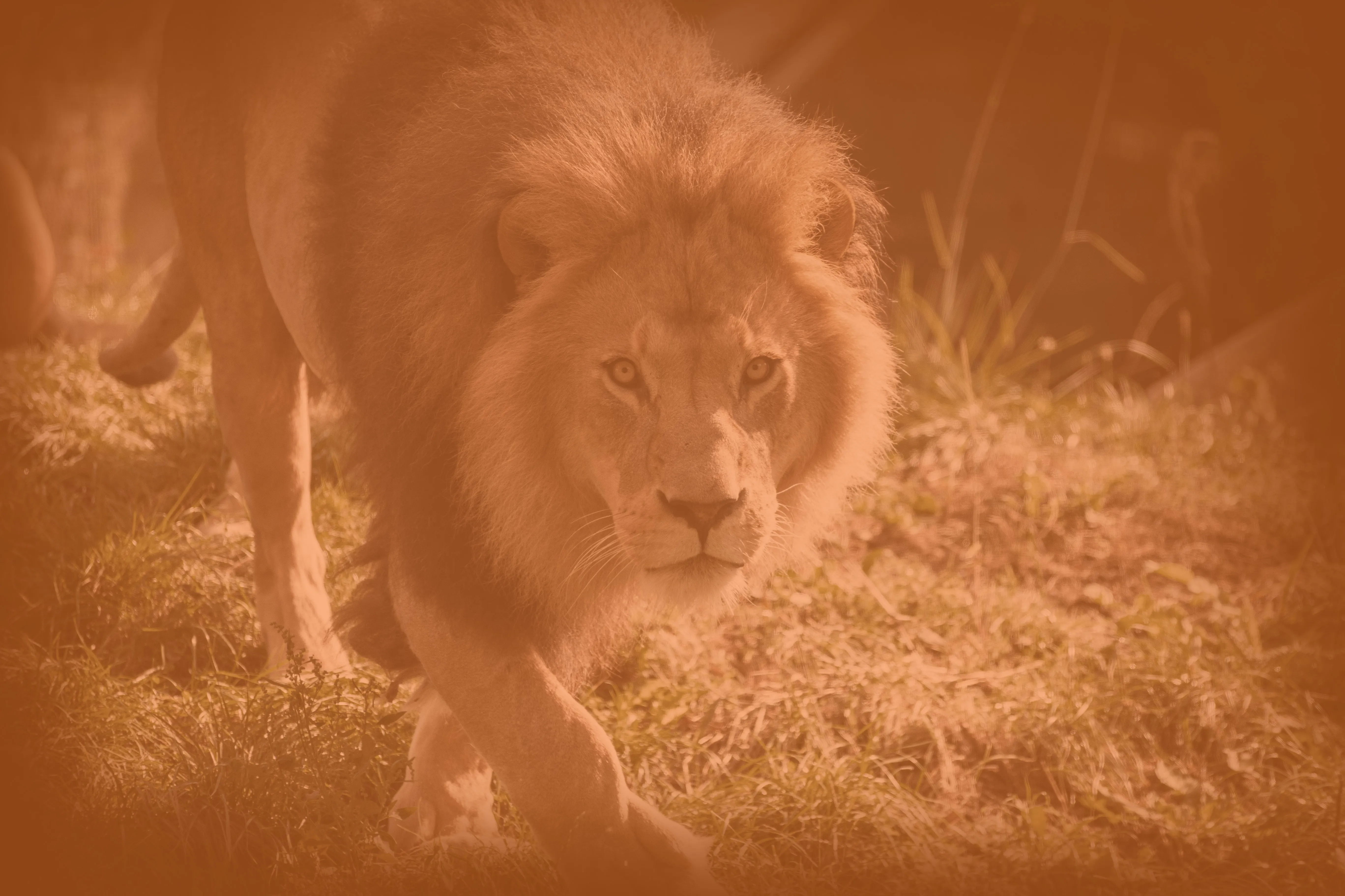Male lion walking forward with focused intensity in Wandering Lion’s warm orange brand treatment, symbolising confident progress and purposeful growth.