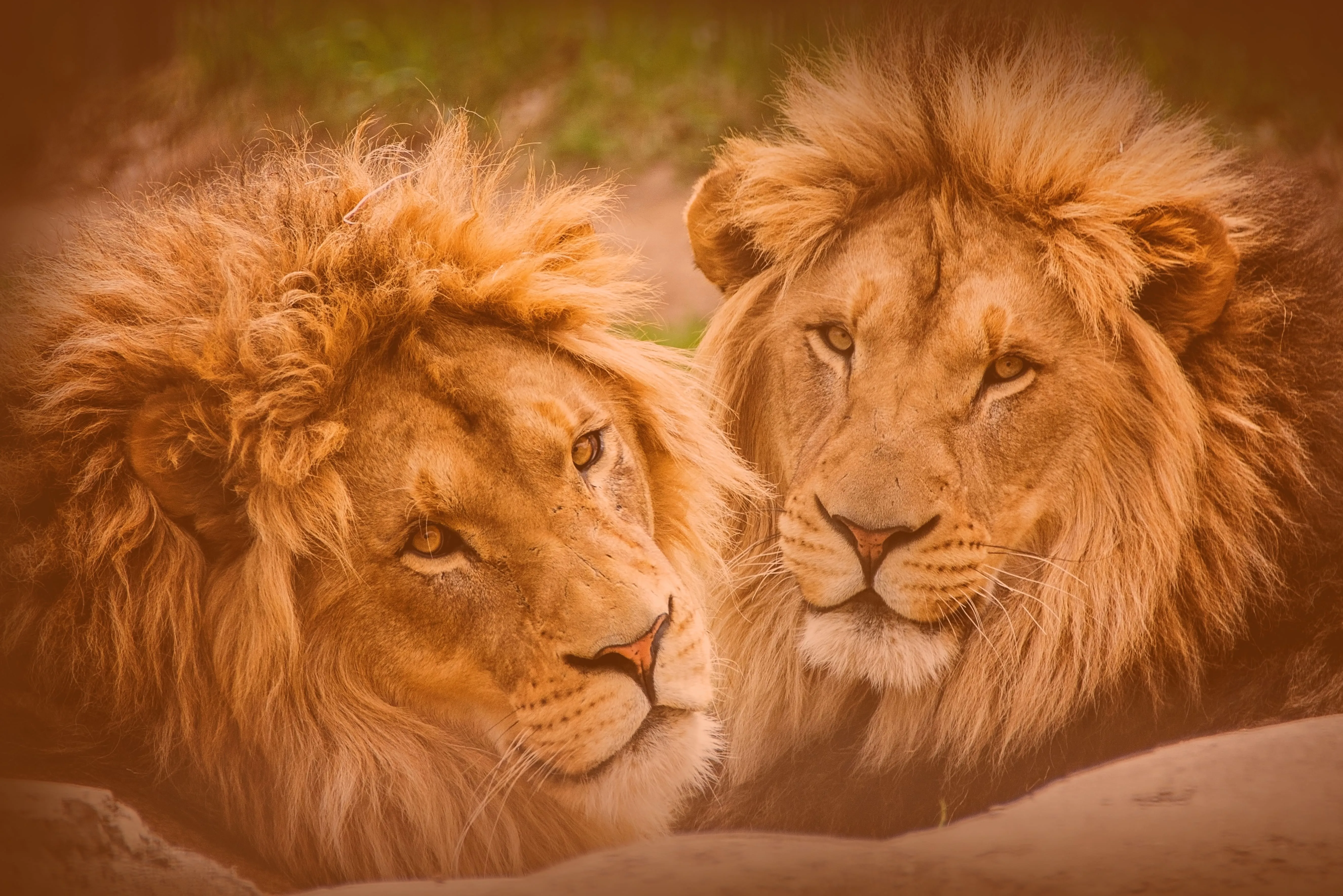 Lion — Wandering Lion brand imagery