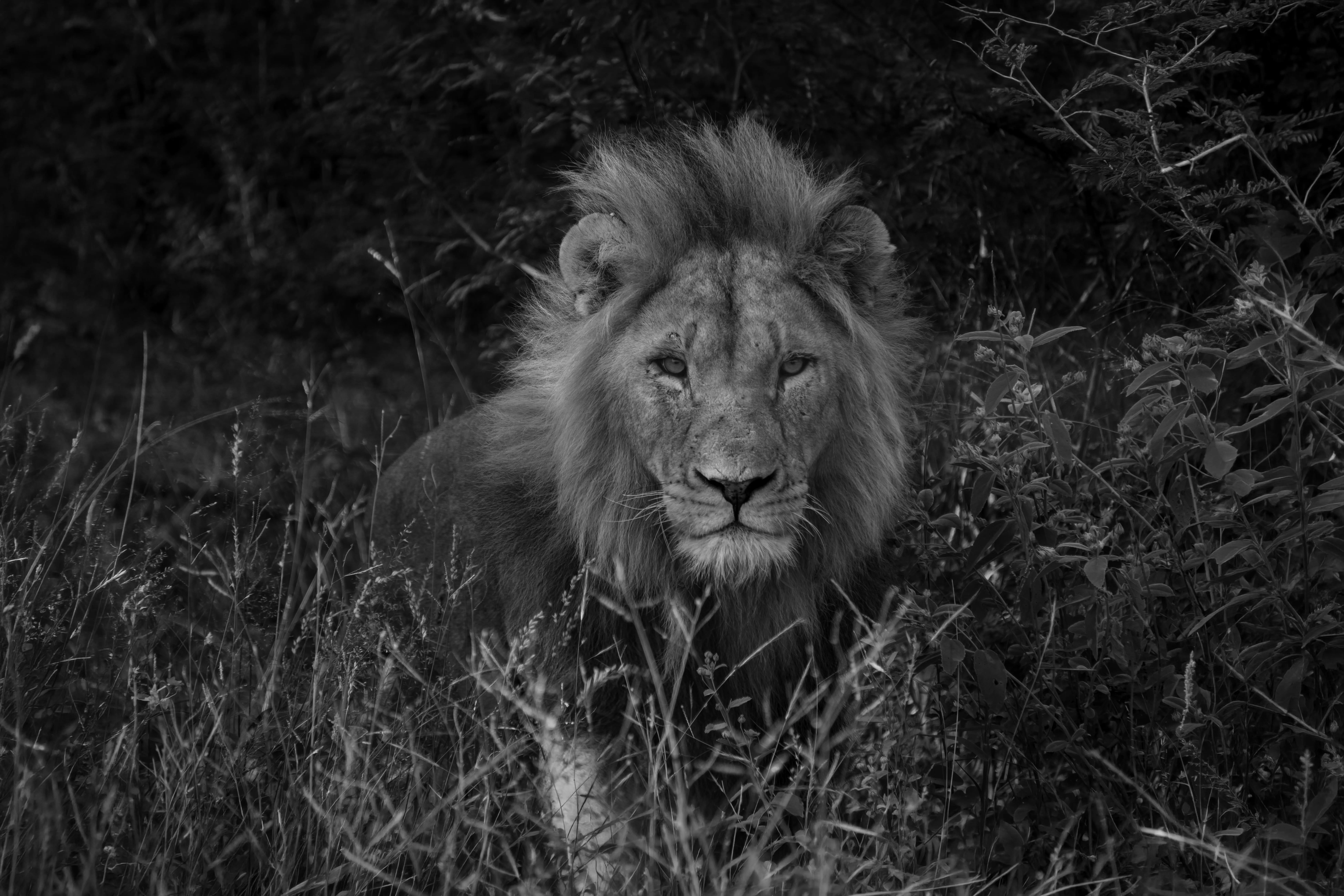 Black-and-white male lion moving through dense grass, representing focused direction and the confidence to take the next step with Wandering Lion.