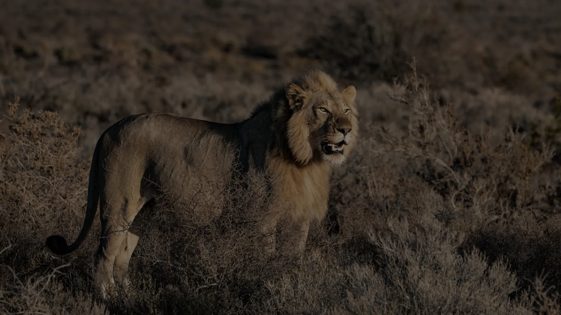 Male lion standing alert in open scrubland, representing the authority, resilience and confident direction professional firms need to secure better-fit work.