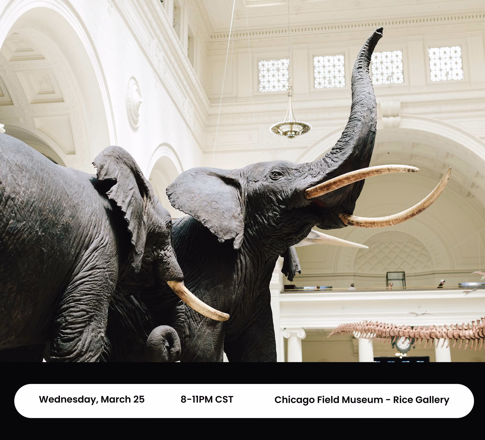 Two large elephant statues inside a museum with ornate ceilings and dinosaur skeleton in background.