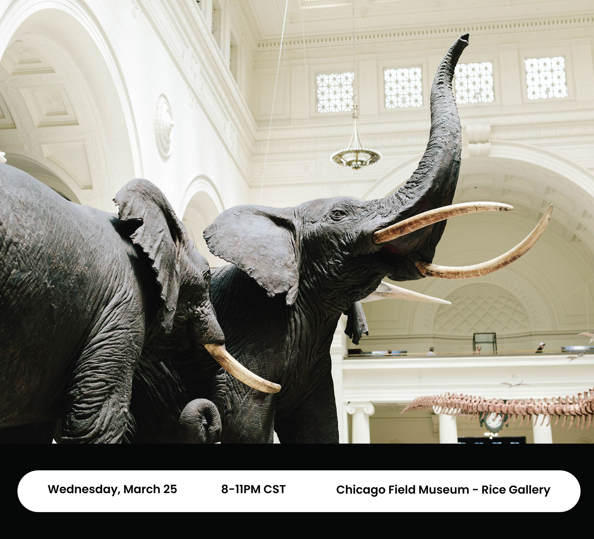 Two large elephant statues inside a museum with ornate ceilings and dinosaur skeleton in background.