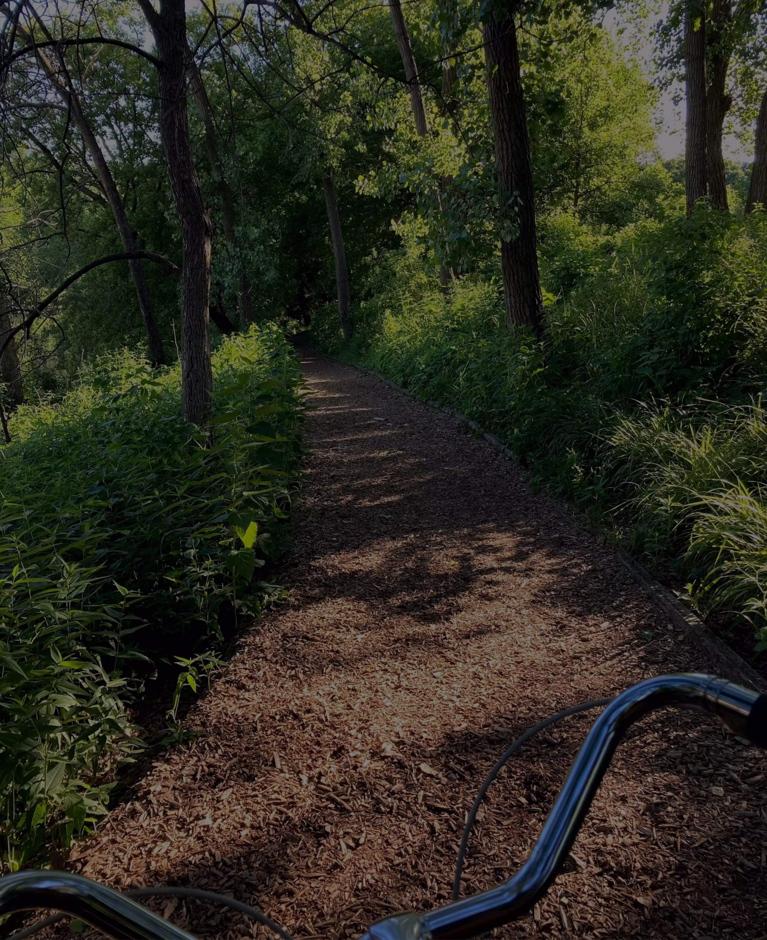 View of a wooded trail covered with mulch seen from a bicycle handlebar perspective.