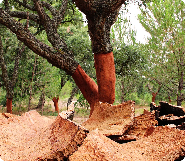 Close-up of a pile of natural cork wine stoppers.