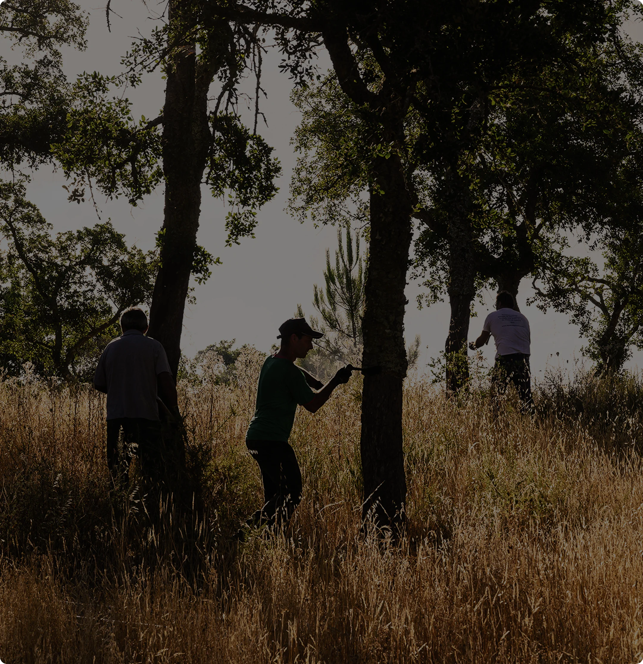 Silhouettes of three people working outdoors among trees and tall dry grass in a sunlit field.