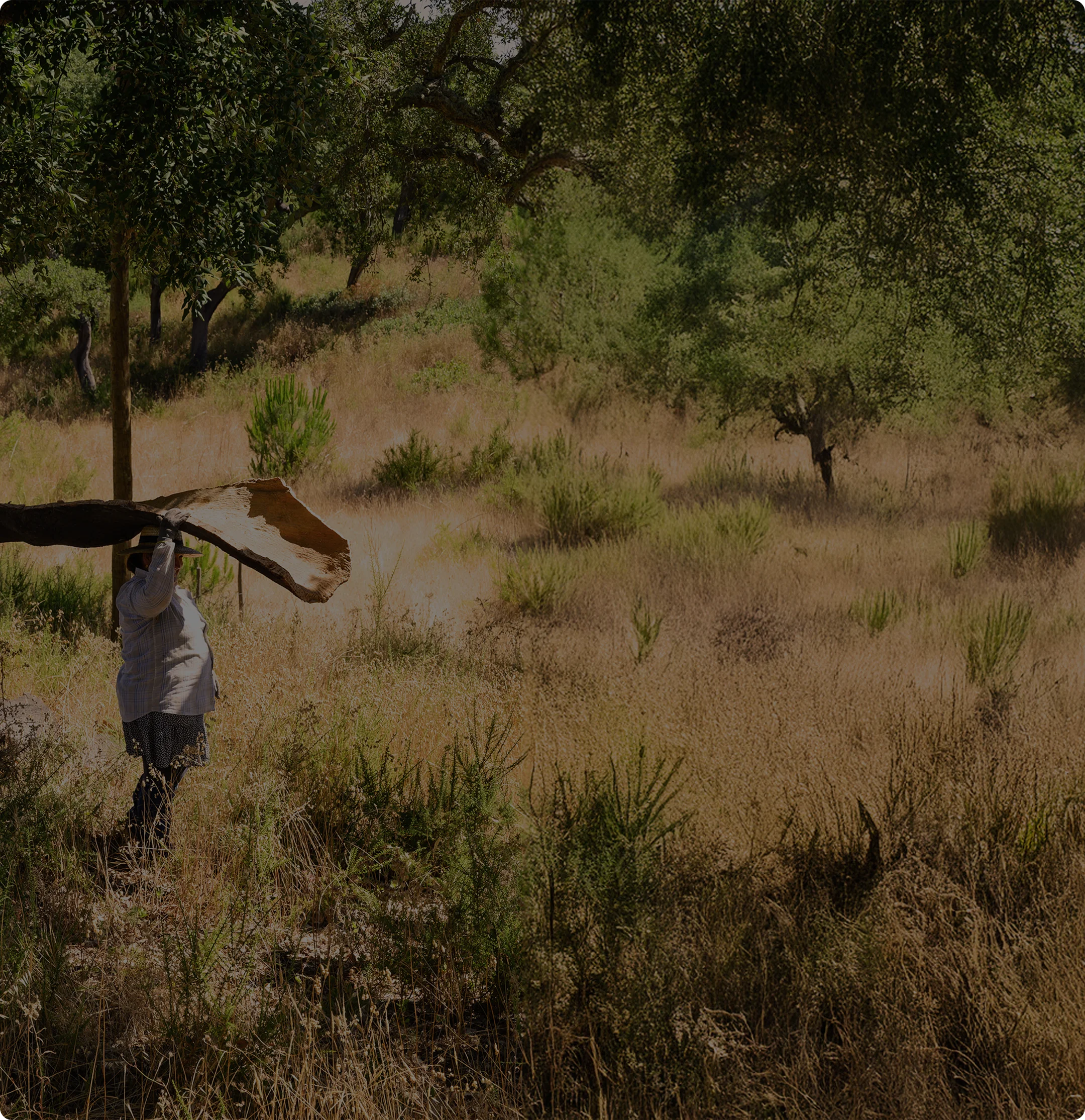 Women holding a peace of bark in a sunlit grassy field with scattered trees.