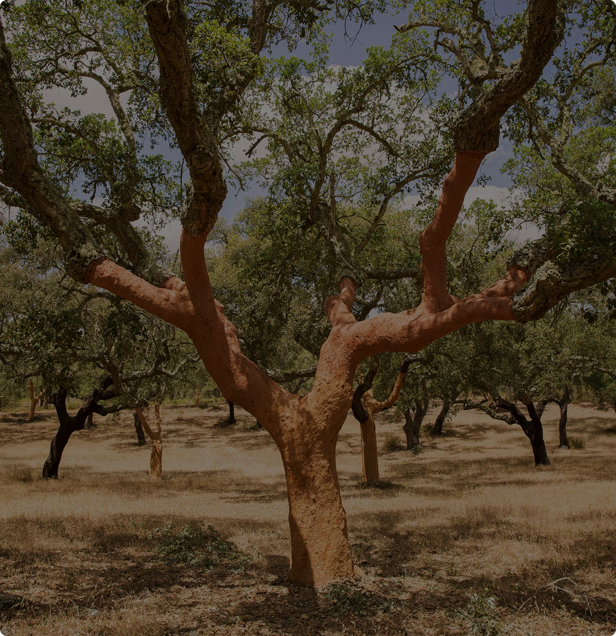 Cork oak tree with its lower trunk stripped of bark, showing the exposed reddish cork, in a dry grassy woodland