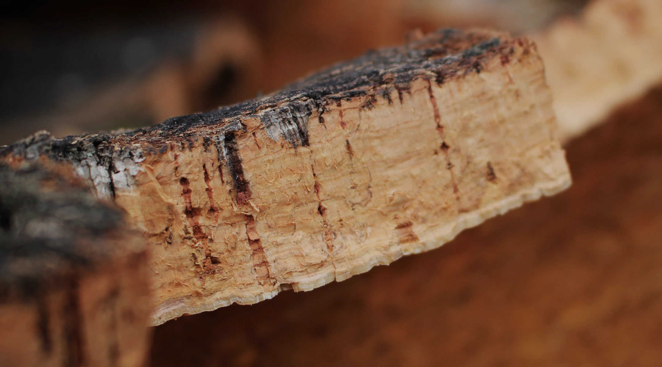 Close-up of cork bark showing its rough texture and layered grain in brown and tan tones.