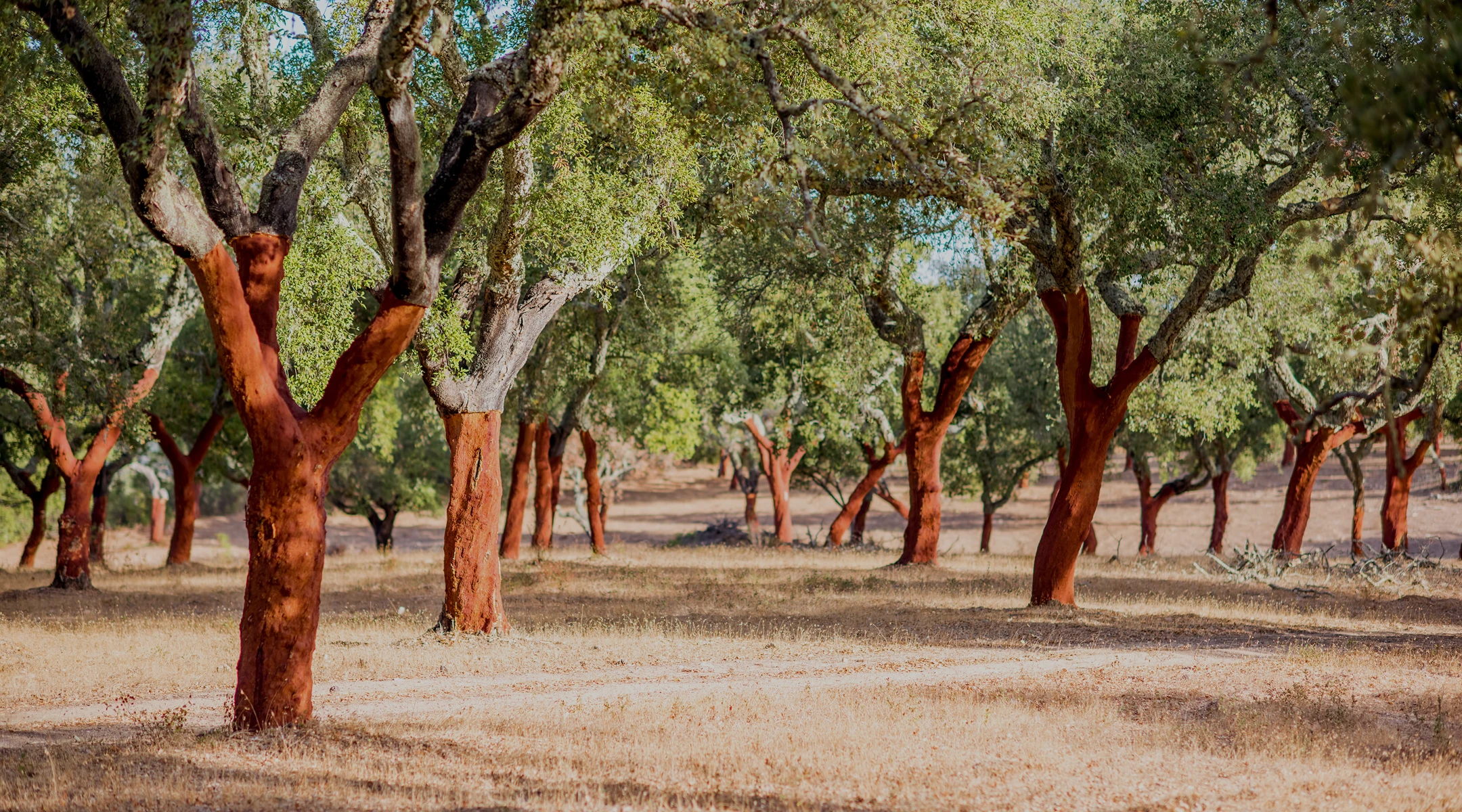 A grove of cork oak trees with lower trunks stripped of bark, showing reddish exposed wood