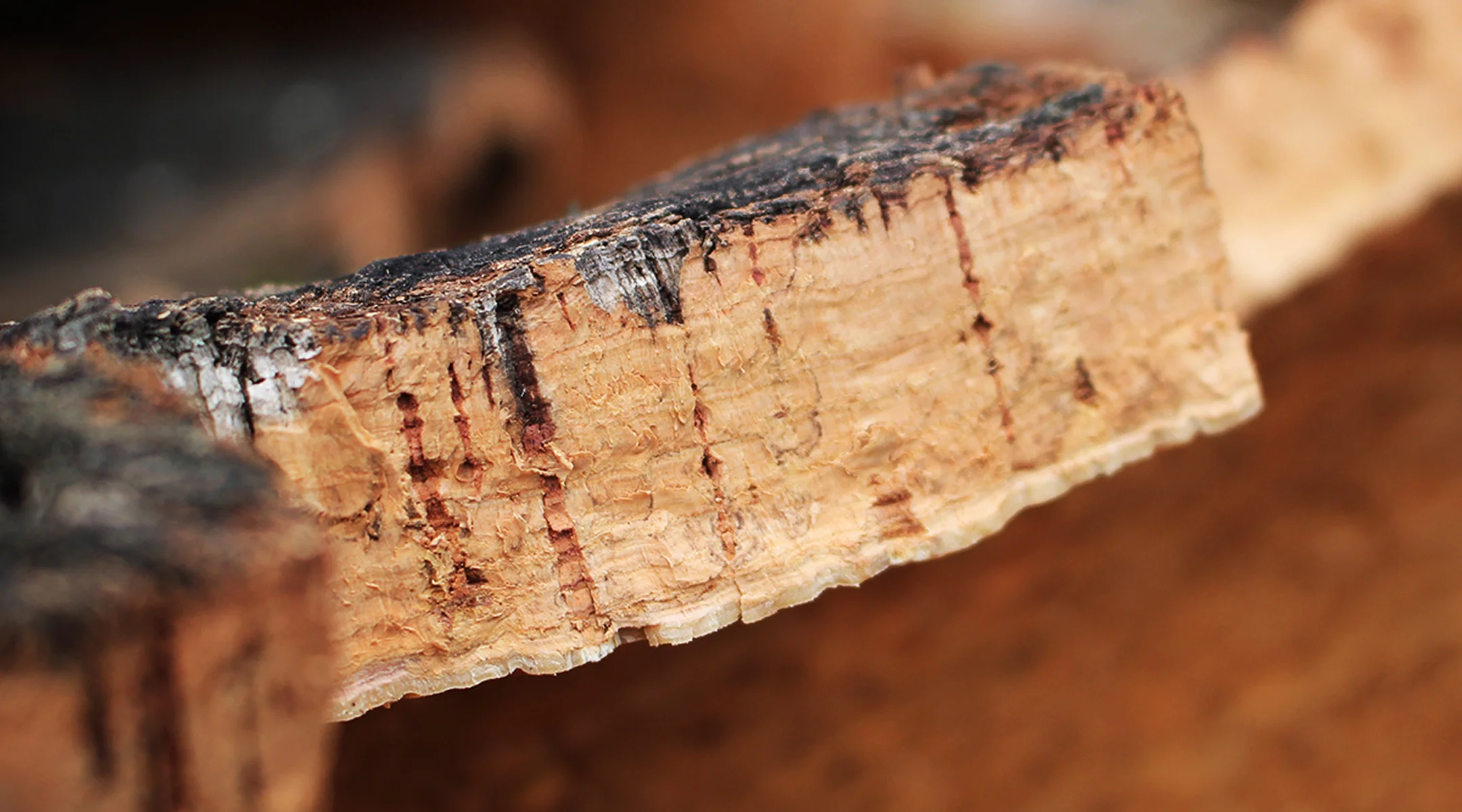 Close-up of rough cork bark with textured, layered surface and dark outer edges.