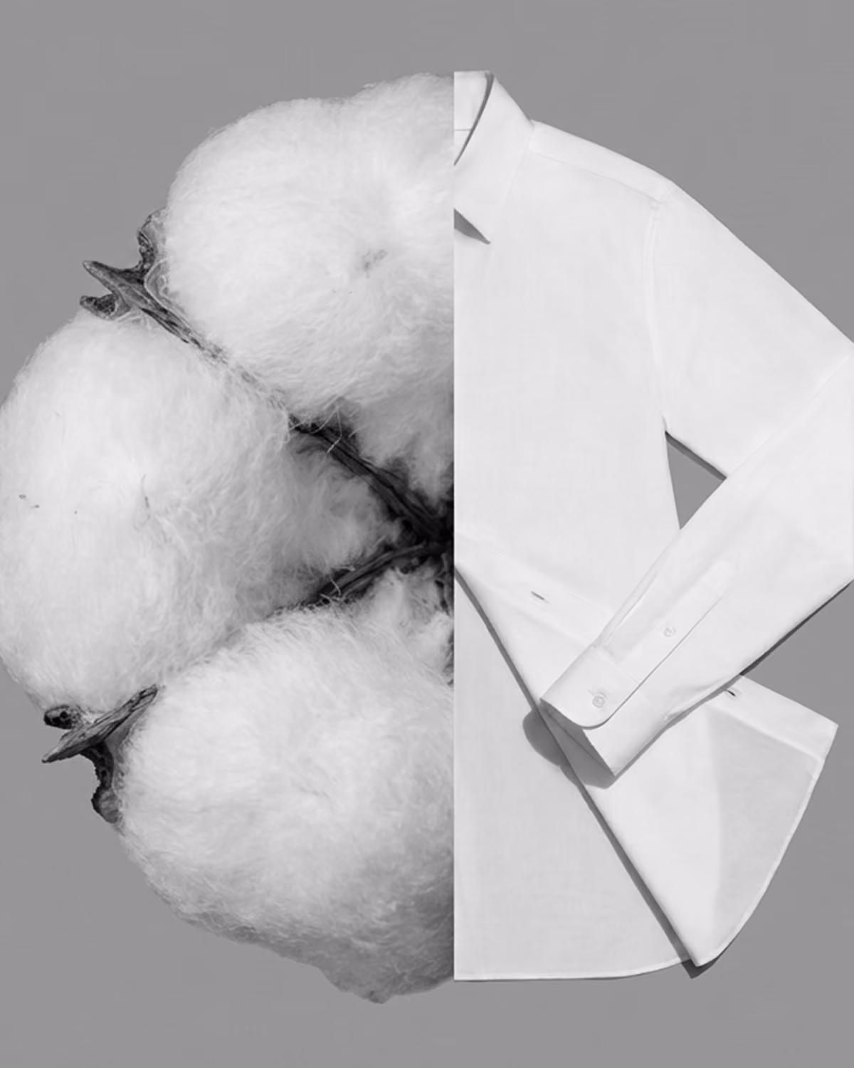 Cotton boll merged with a folded white cotton shirt