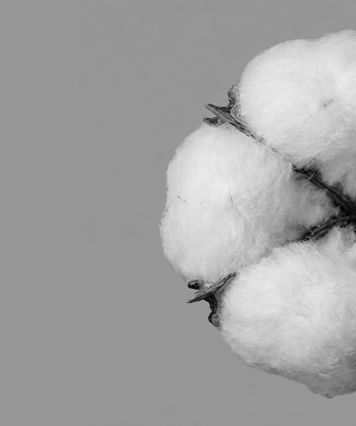 Black and white close-up of an open cotton boll