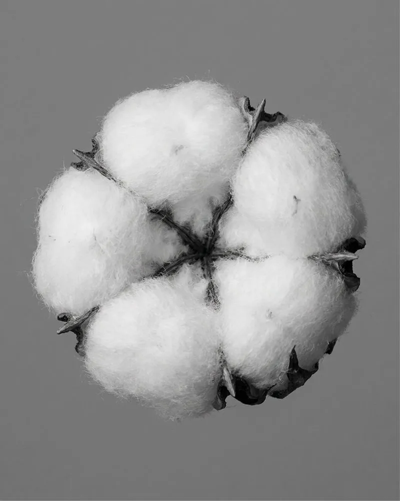 Black and white close-up of an open cotton boll