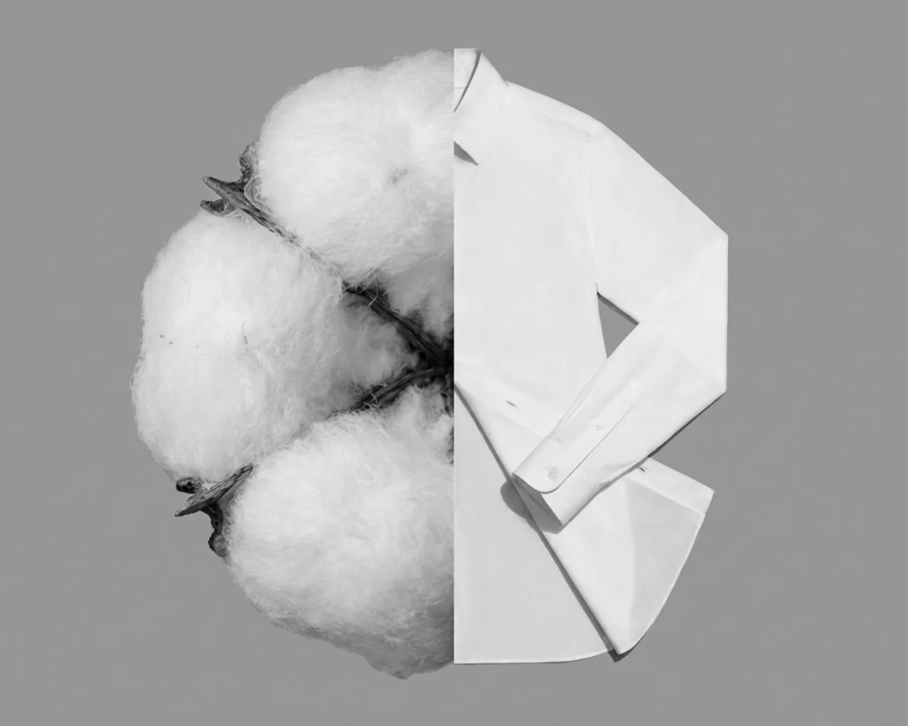 Cotton boll merged with a folded white cotton shirt, symbolising sustainable materials