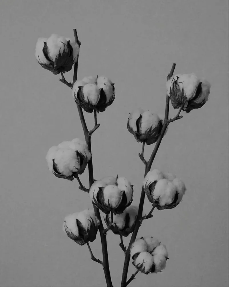 Black and white photo of cotton stems with open bolls
