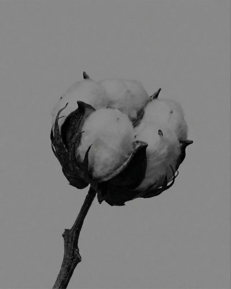 Black and white close-up of a single cotton boll on its stem