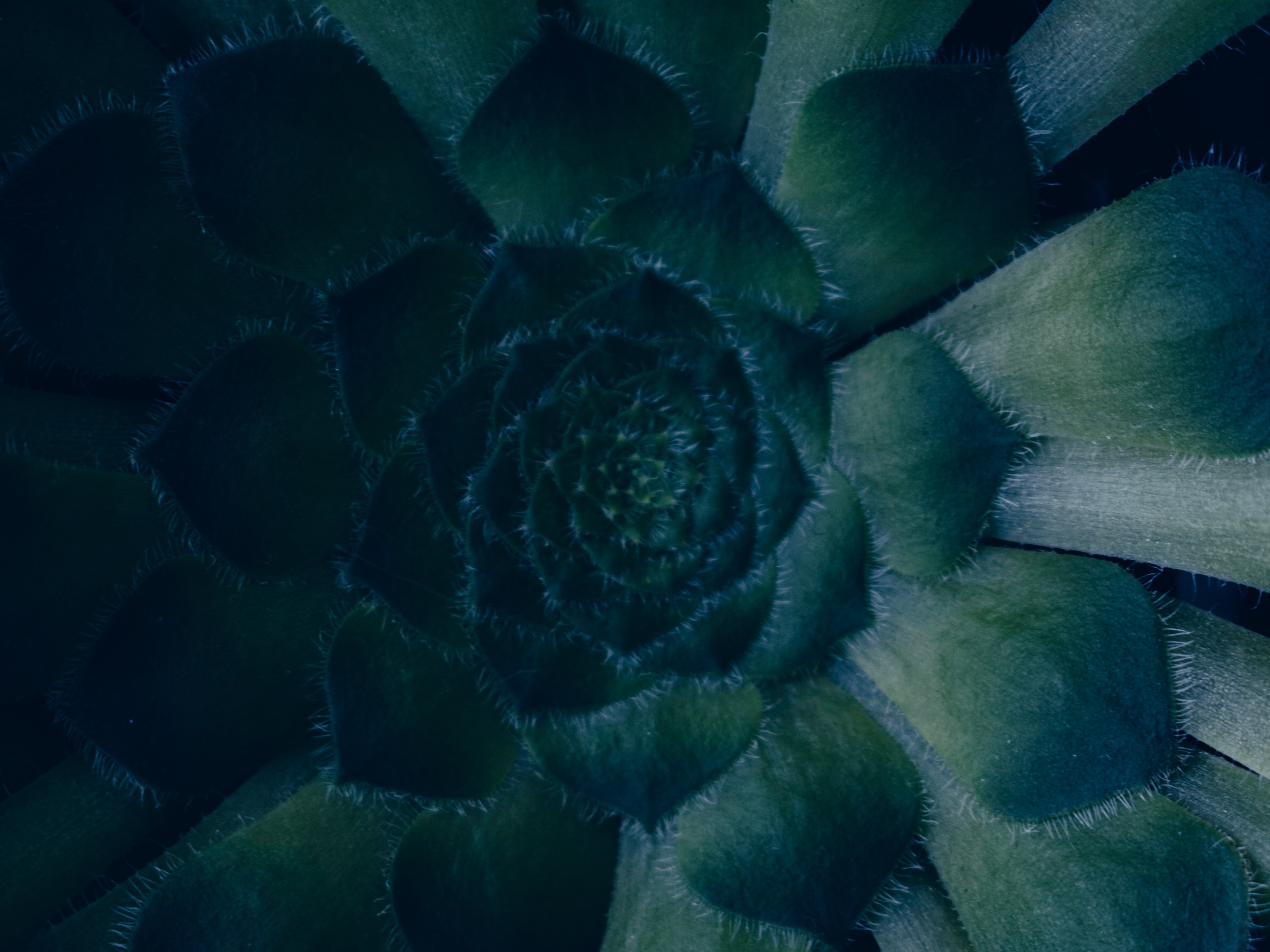 Elegant floral composition close-up
