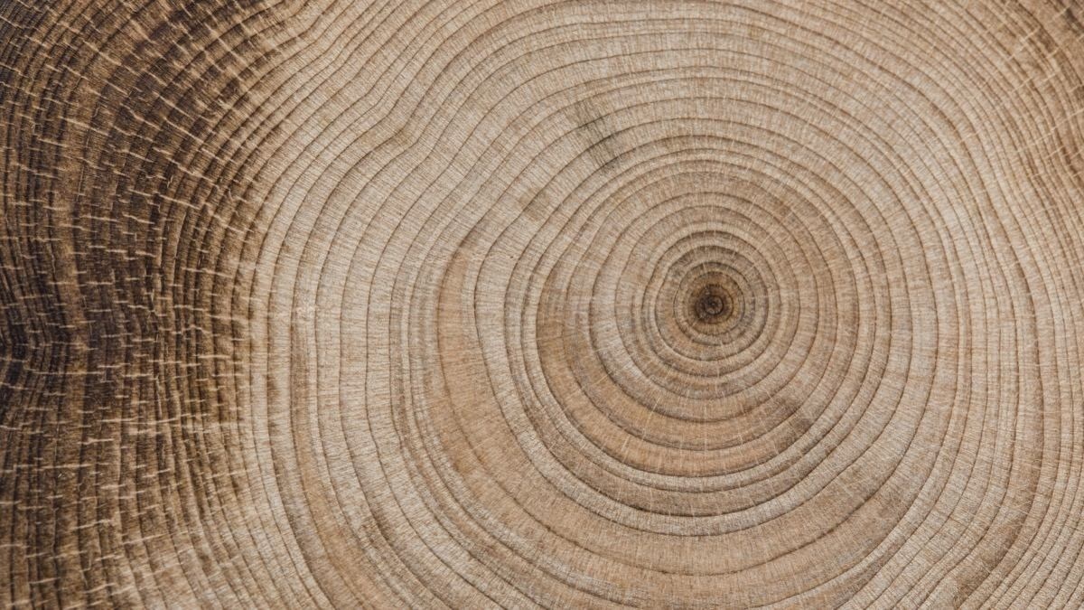 Tree rings wood macro