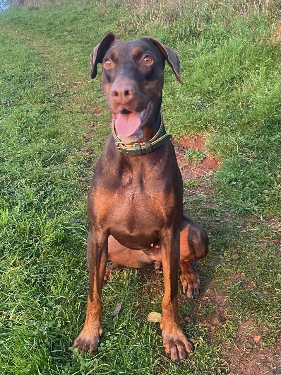 Lula, a red Doberman, sitting on a grassy path, ears soft and alert