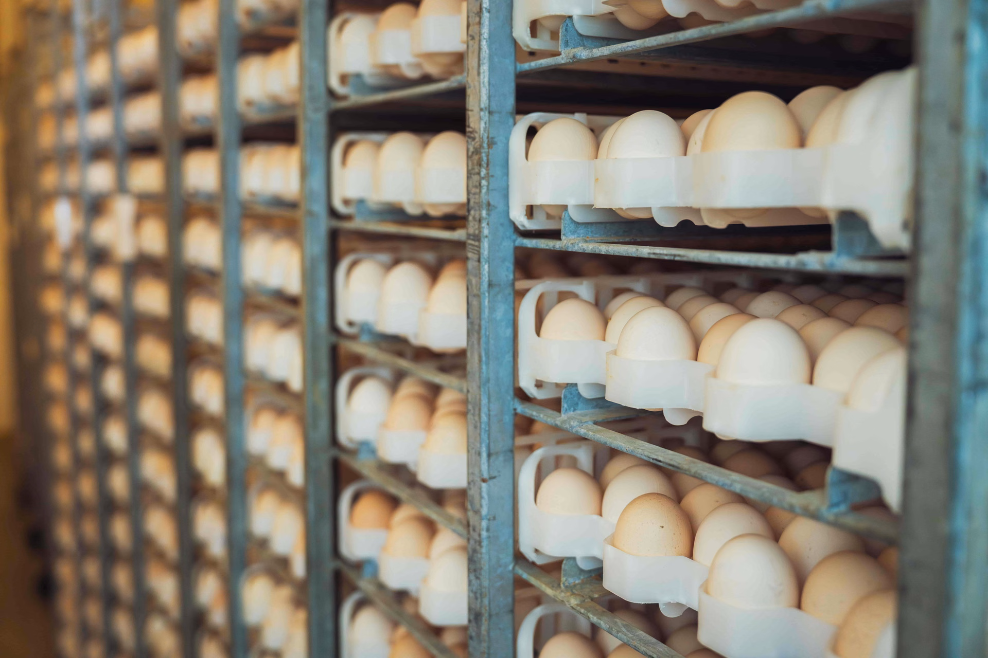 Food Supply Chain: How Manufacturers Can Optimize It