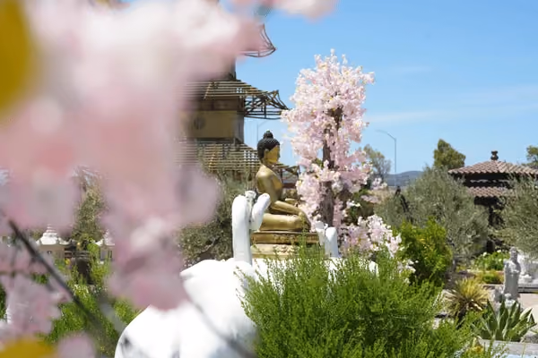 "Cherry Blossoms I" — travel photography by Studio Bishop