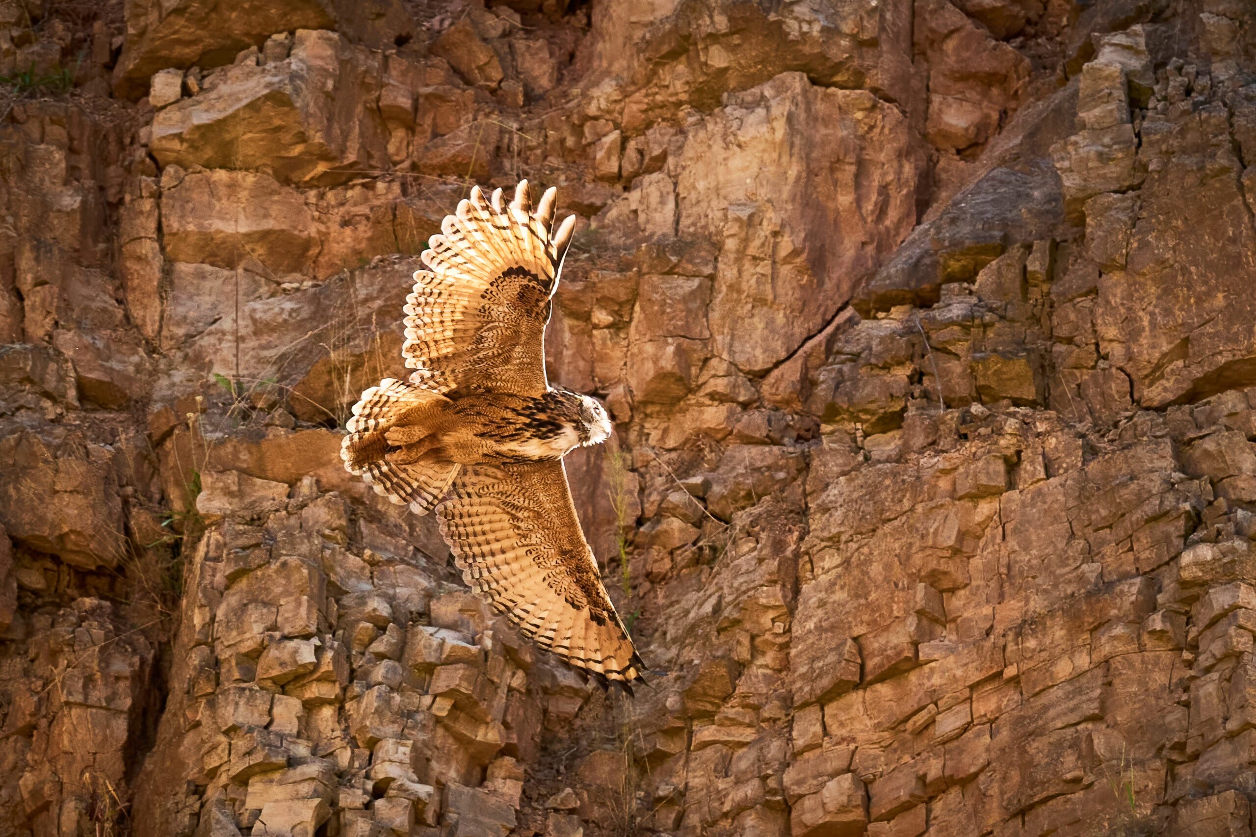 Eurogypsum Biodiversity Photo Awards 2025
