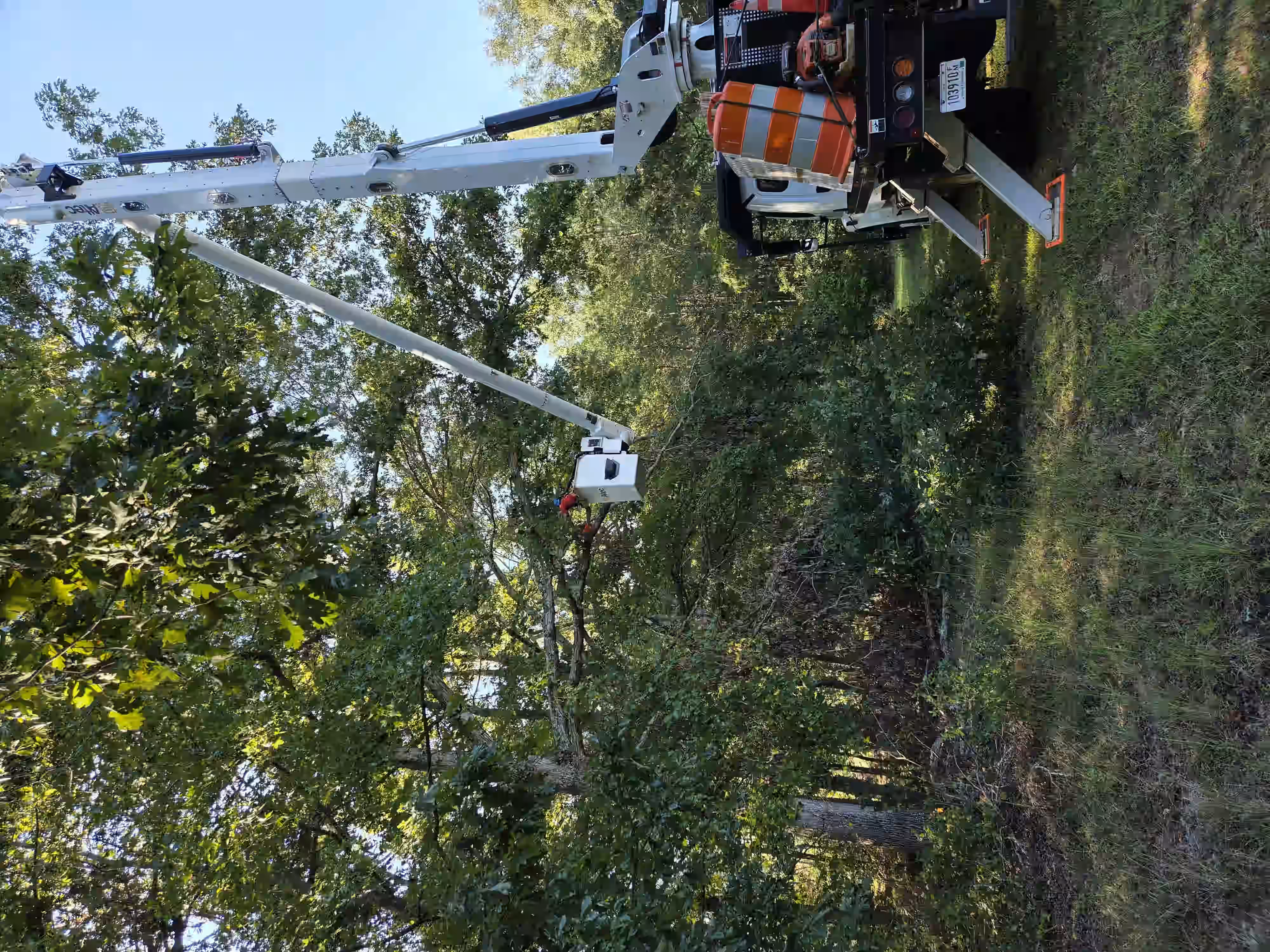 Worker in a crane bucket cutting tree branches in a green forest area on a sunny day.