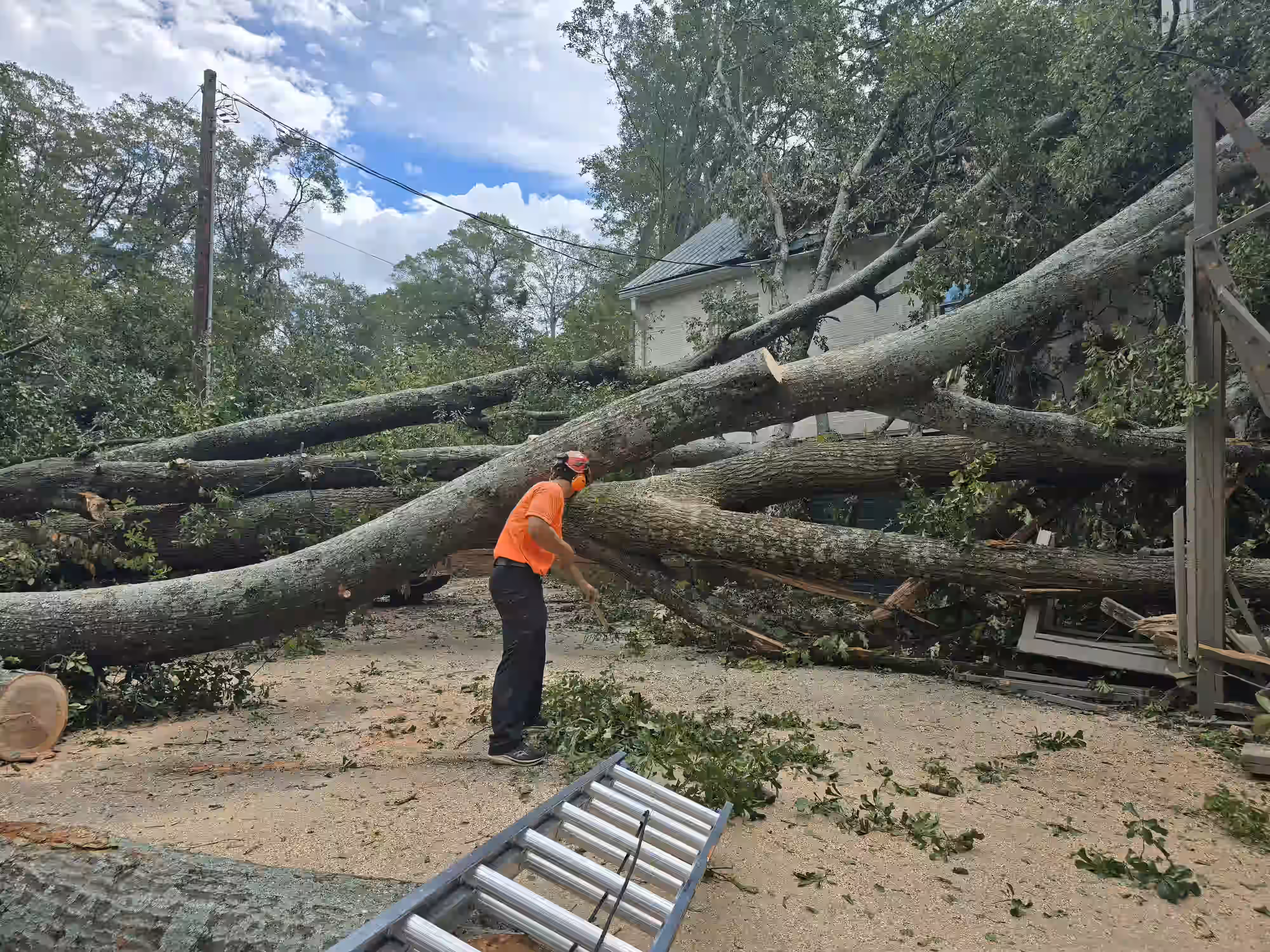 Worker in orange shirt and helmet clearing large fallen trees blocking a driveway near a house.