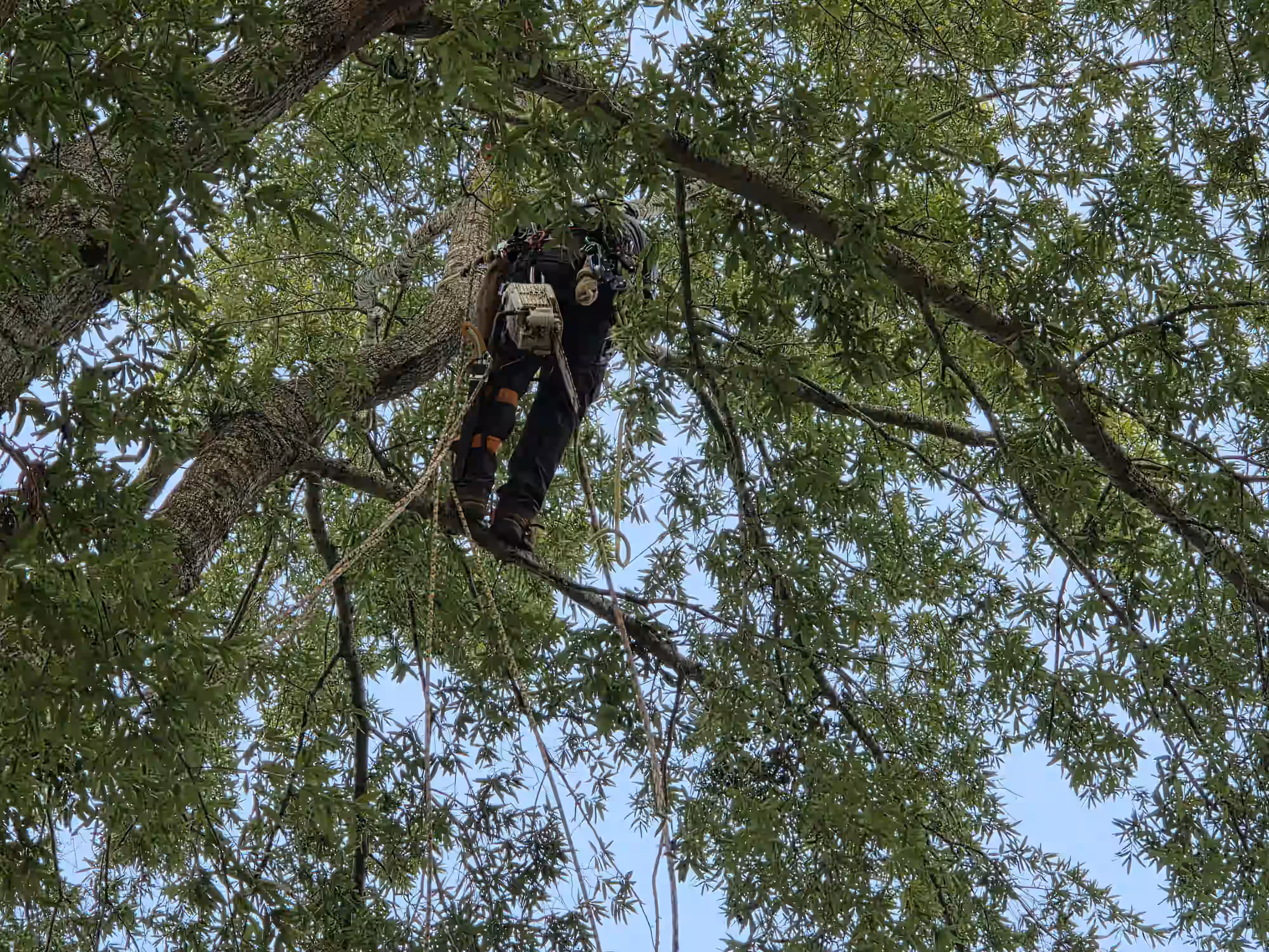 Tree worker wearing safety gear and helmet climbing a large leafy tree with ropes and chainsaw.