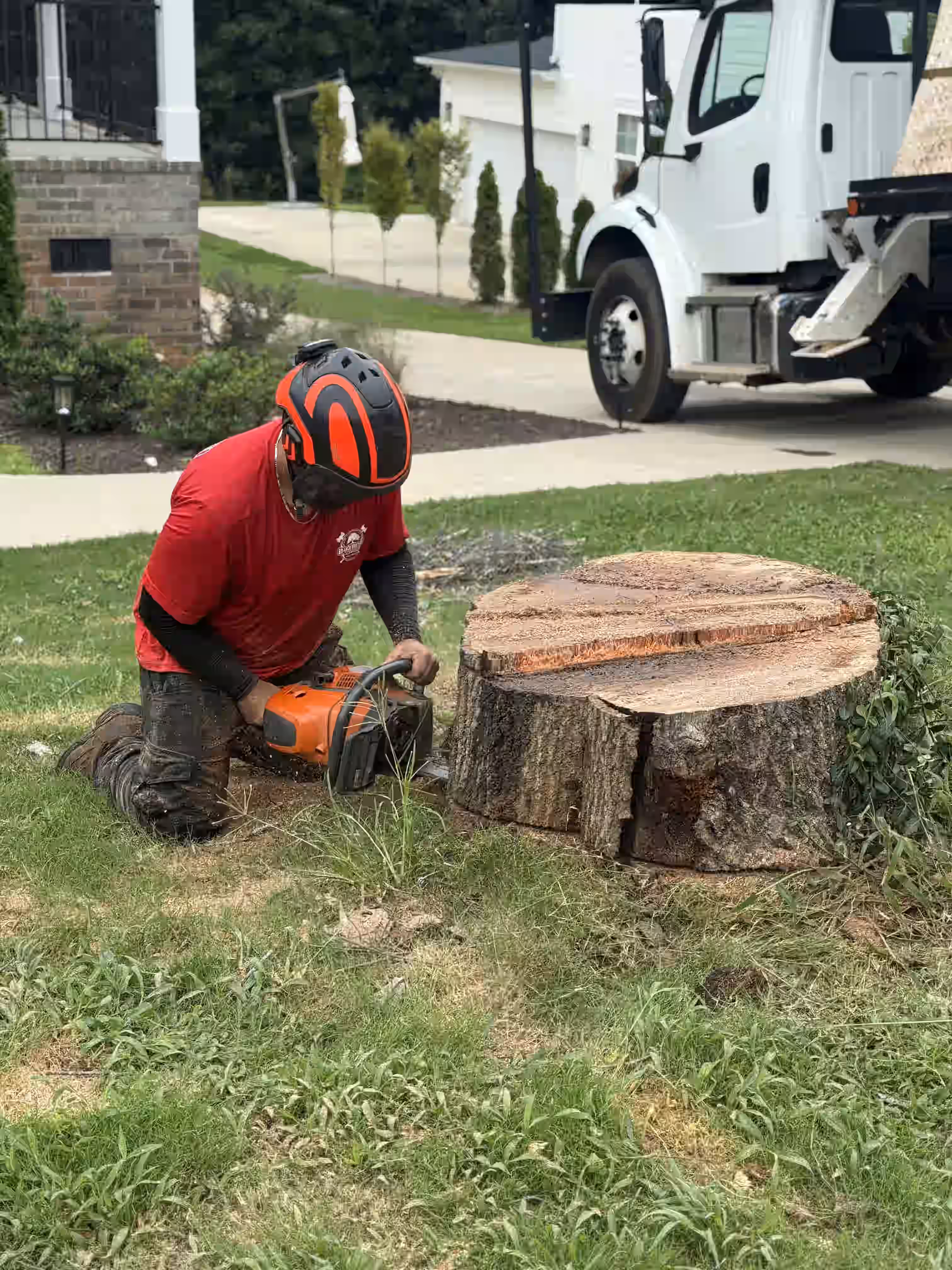 Worker with protective helmet kneels cutting a large tree stump using a chainsaw on grass.