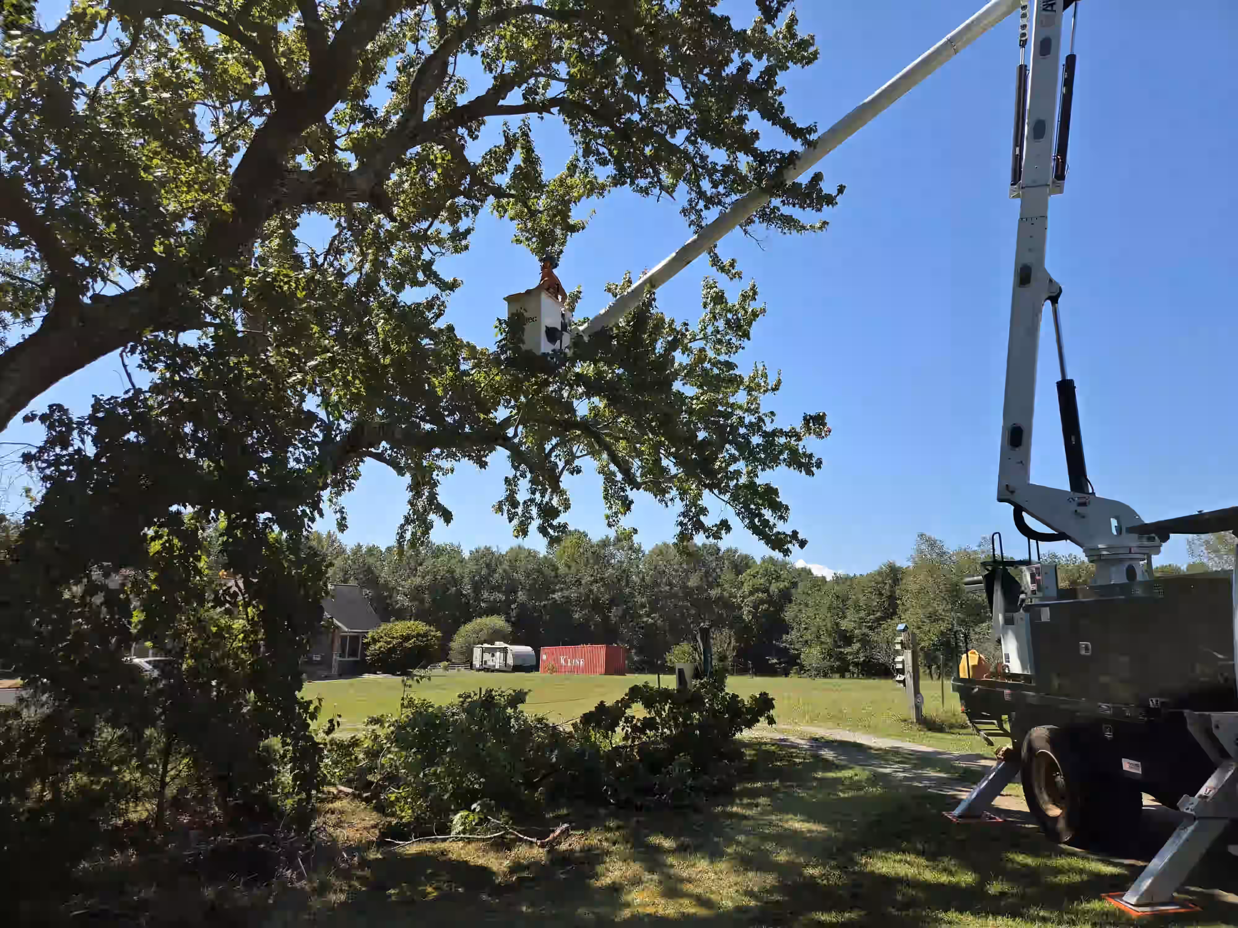 Tree trimming truck with extended arm pruning branches on a large leafy tree in a sunny yard.