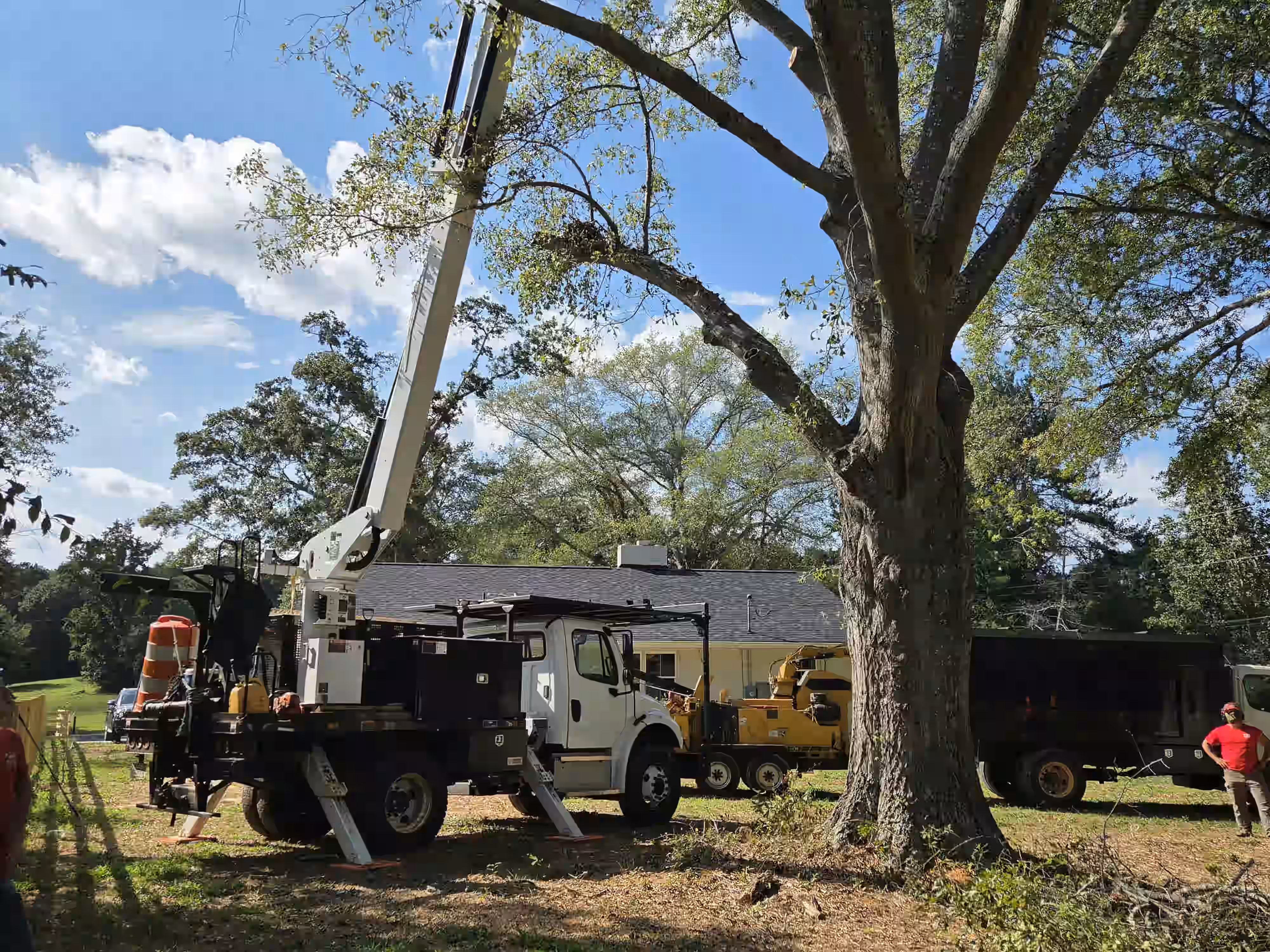Bucket truck with extended lift working near large tree and wood chipper on grass under a blue sky.
