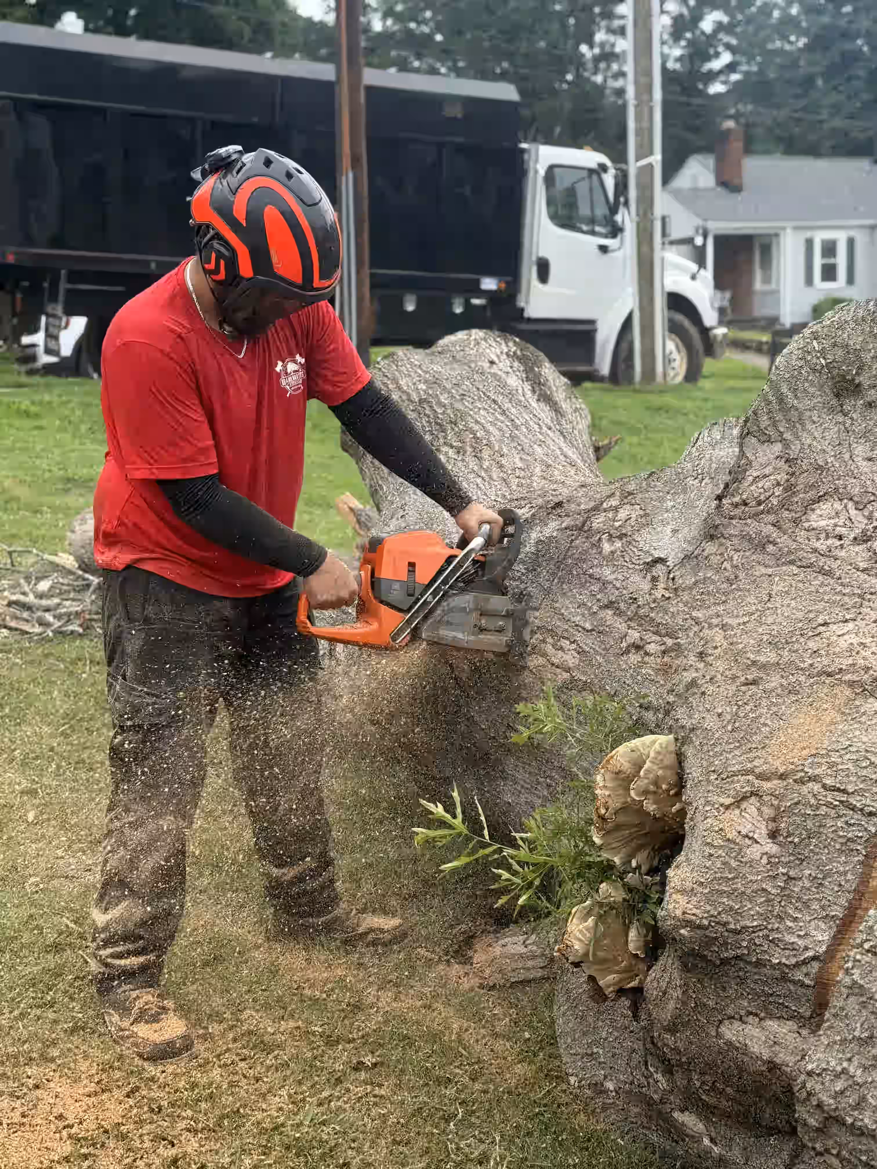 Person wearing helmet and red shirt using a chainsaw to cut a large tree trunk outdoors.