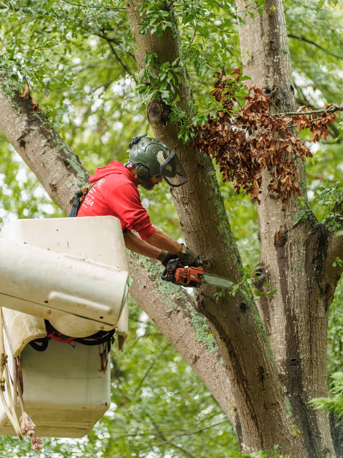 Worker wearing a helmet and red hoodie uses a chainsaw to cut branches from a tall tree while standing in a white aerial lift bucket surrounded by green foliage.