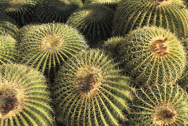 Arizona
