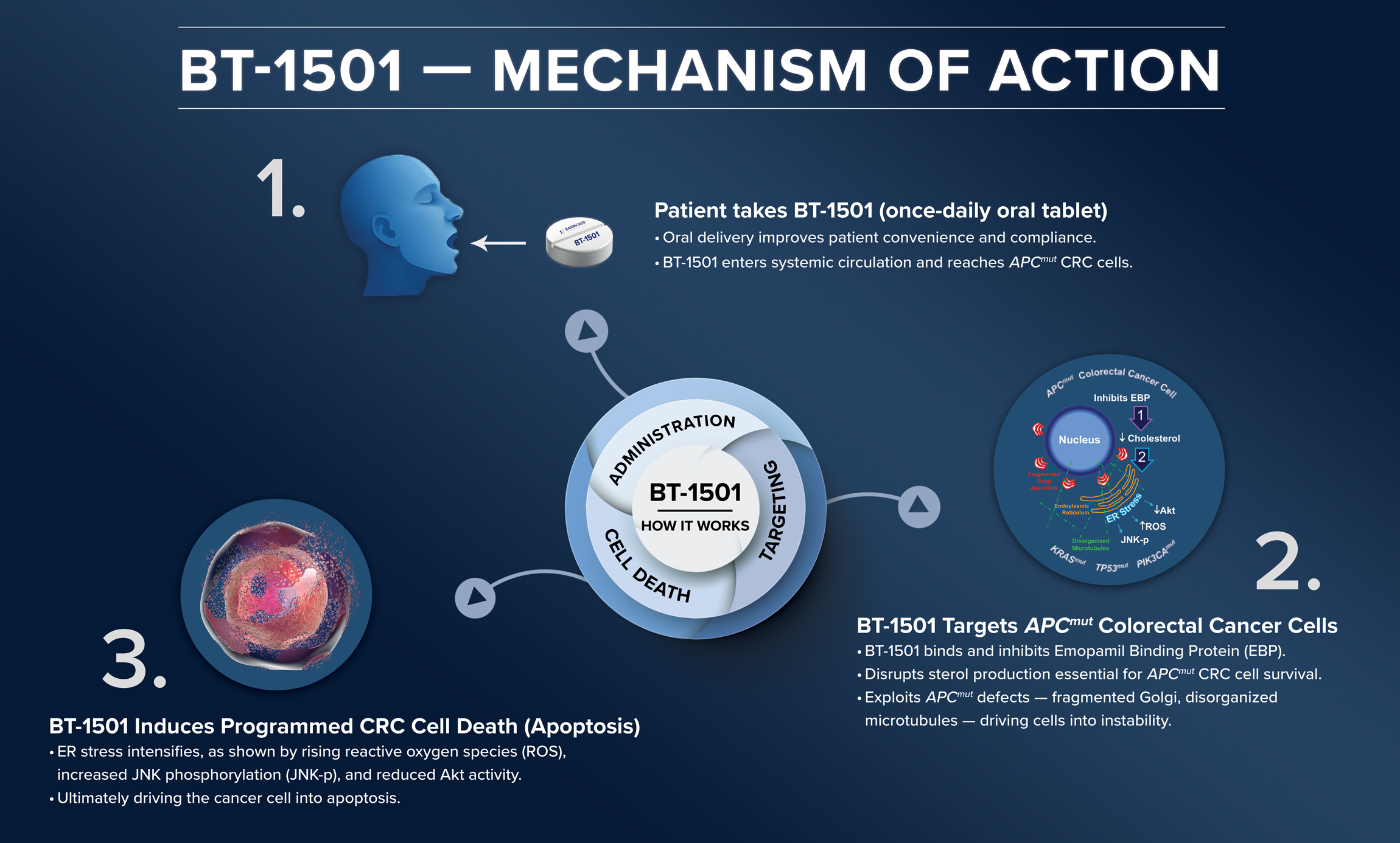 BT-1501 mechanism of action diagram