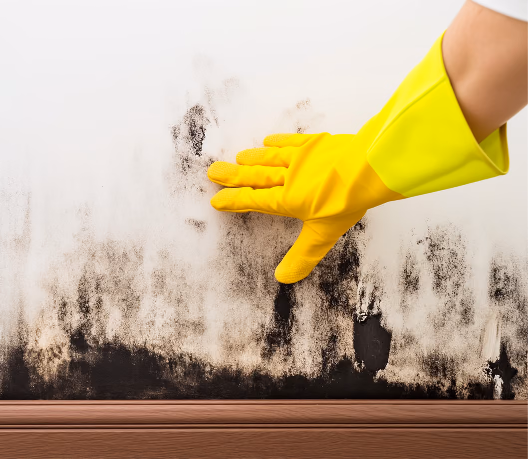 Root-cause support for mold illness at Body Blu