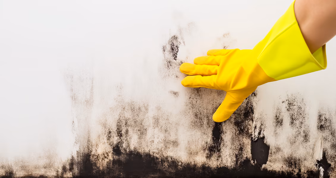 Naturopathic care for mold illness and mycotoxin exposure at Body Blu