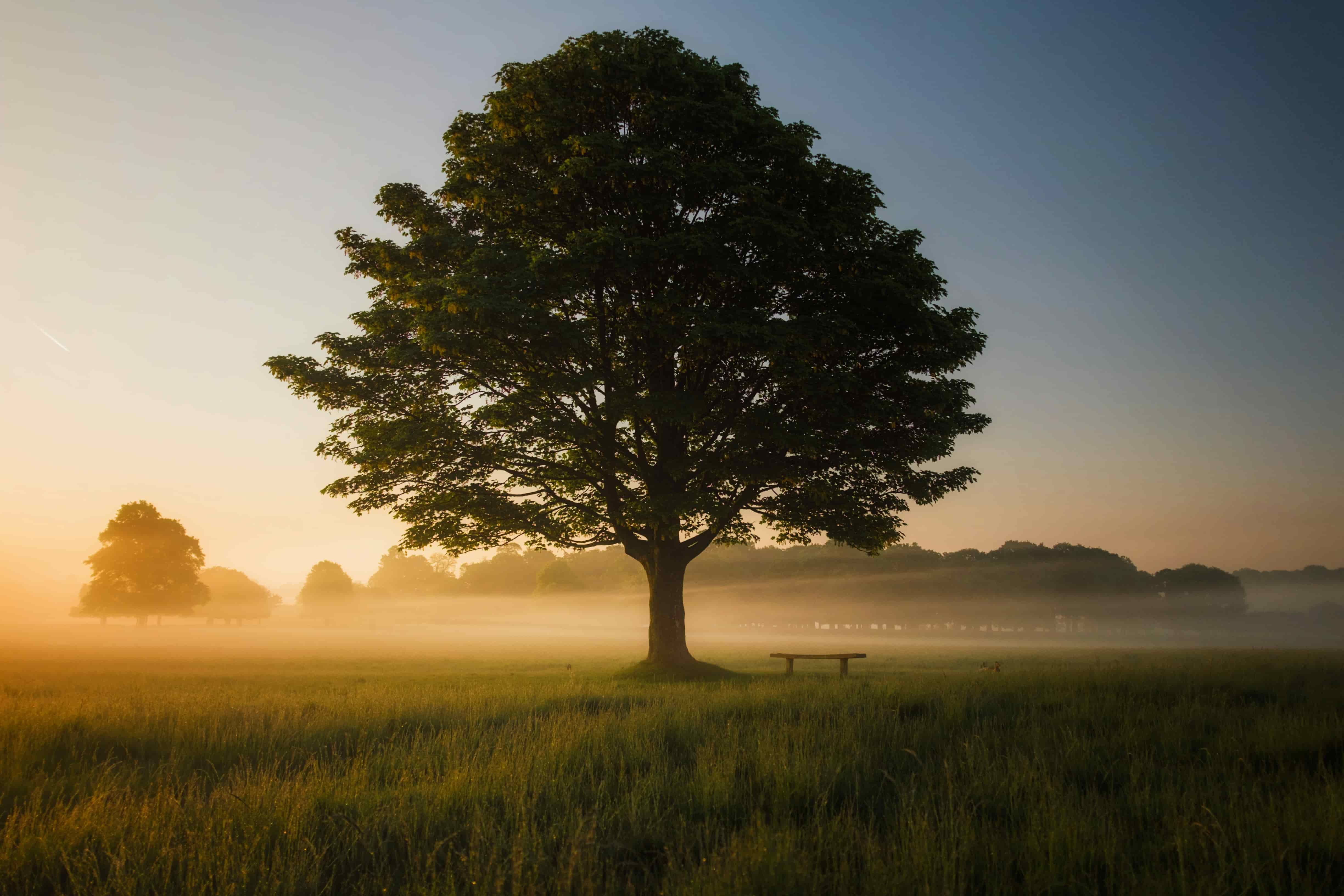 A photo of a tree at dusk with a bench next to the it.