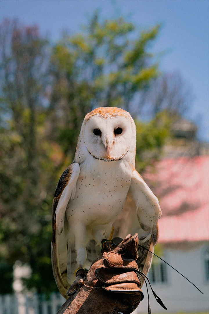 Photographie animalière n° 2