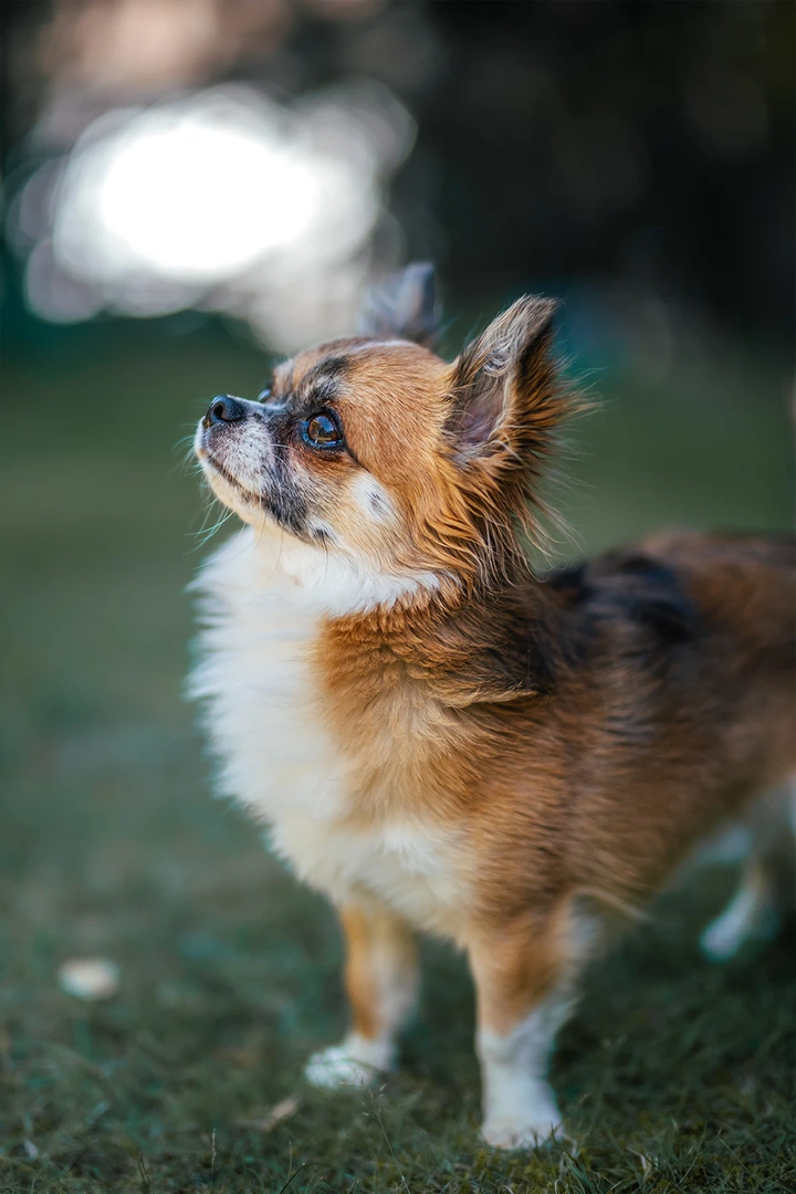 Photographie animalière n° 3