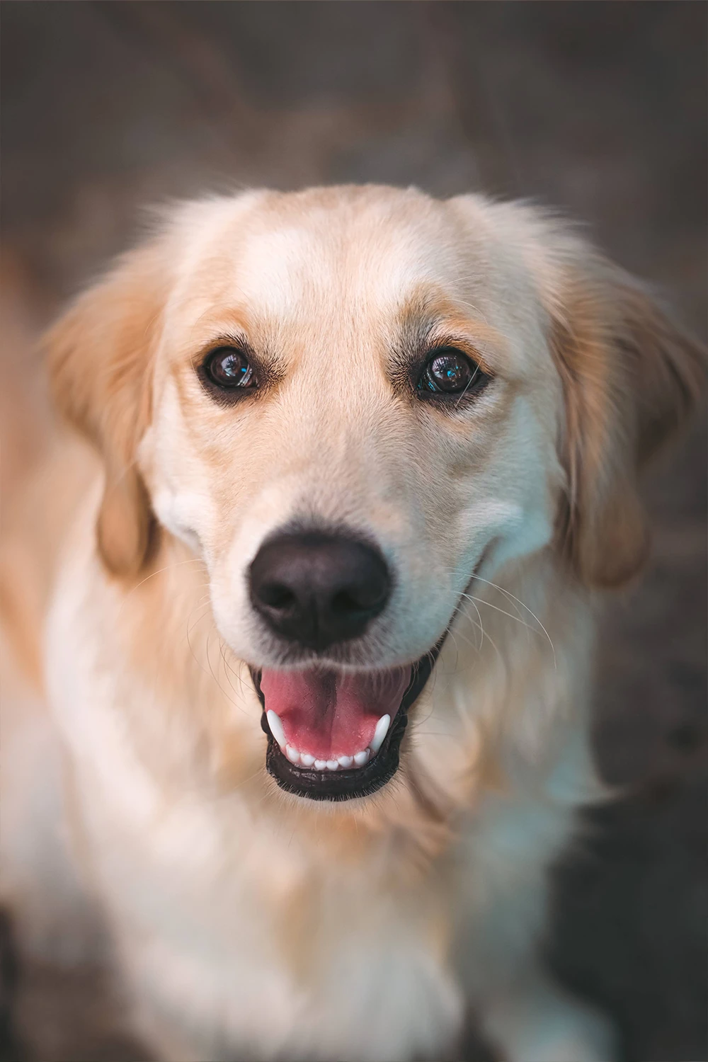 Photographie animalière n° 4