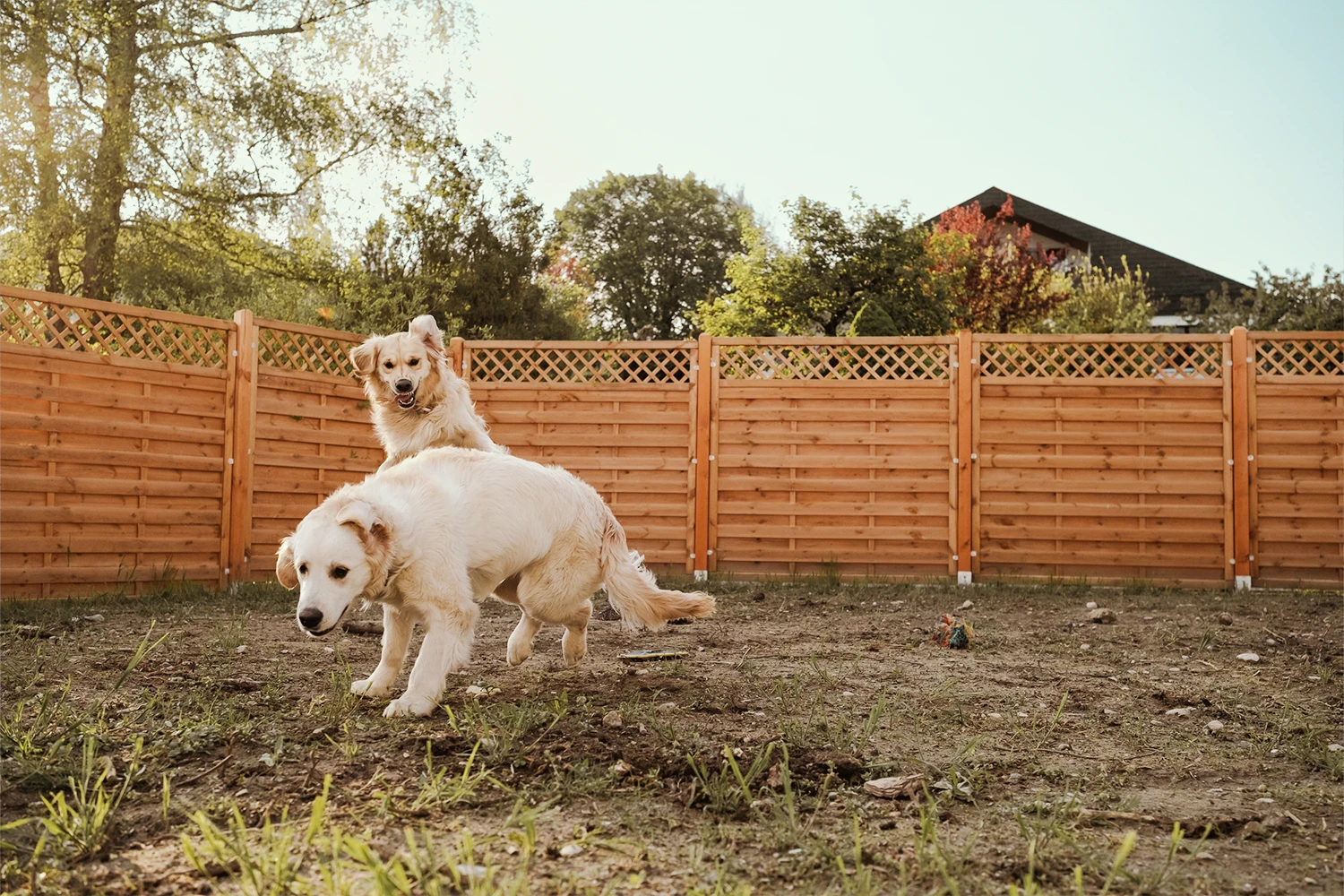 Photographie animalière n° 6