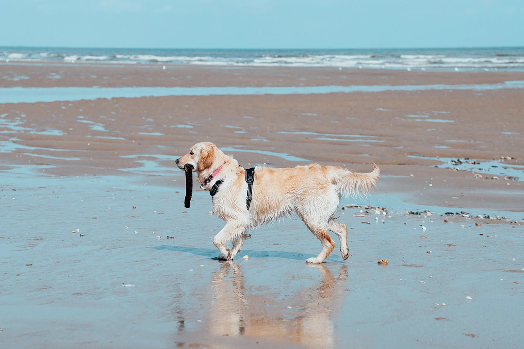 Photographie animalière n° 5