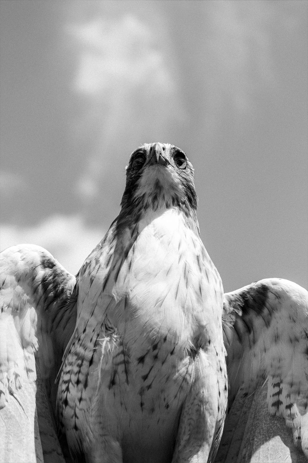Photographie animalière n° 7