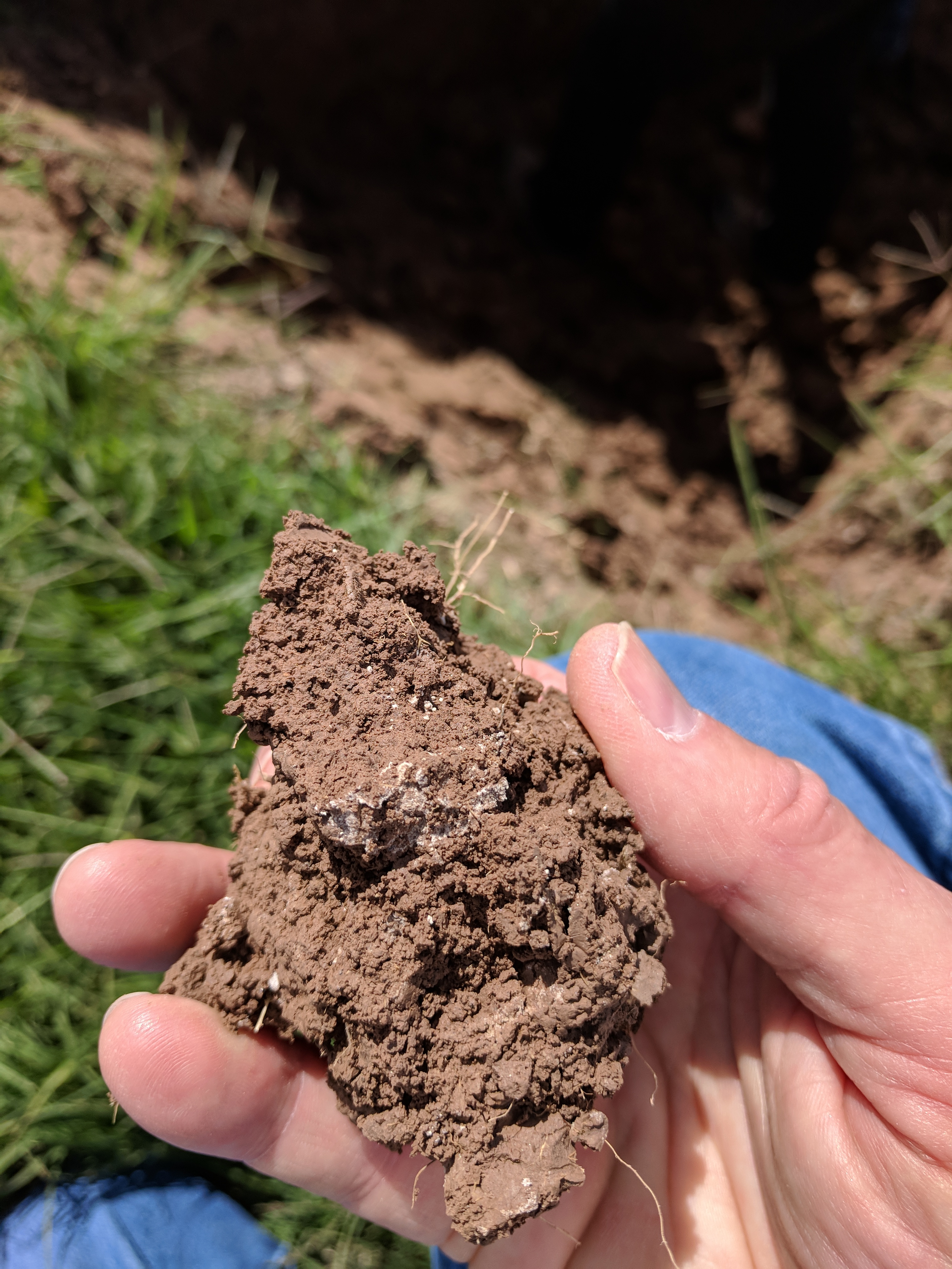 Motte de terre vivante tenue en main