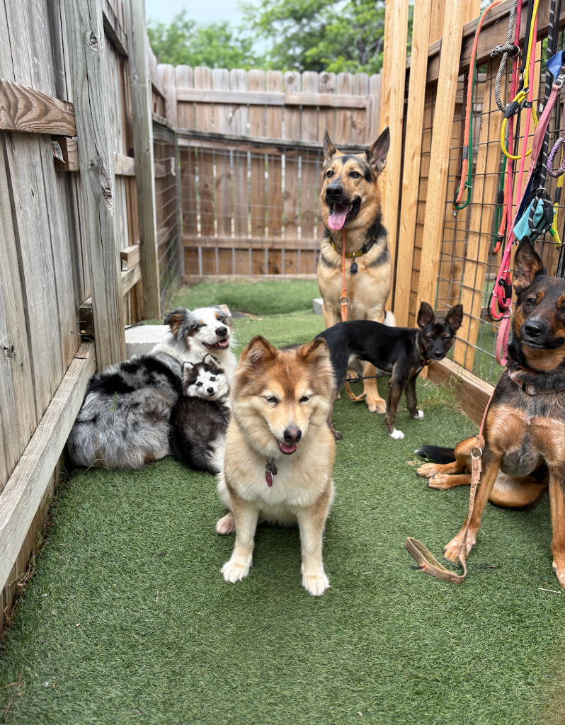 A group of dogs together at an East Lamar event