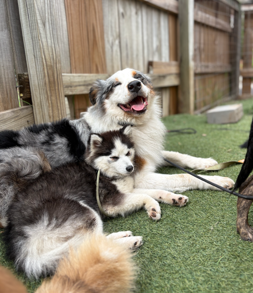 Two dogs relaxing together