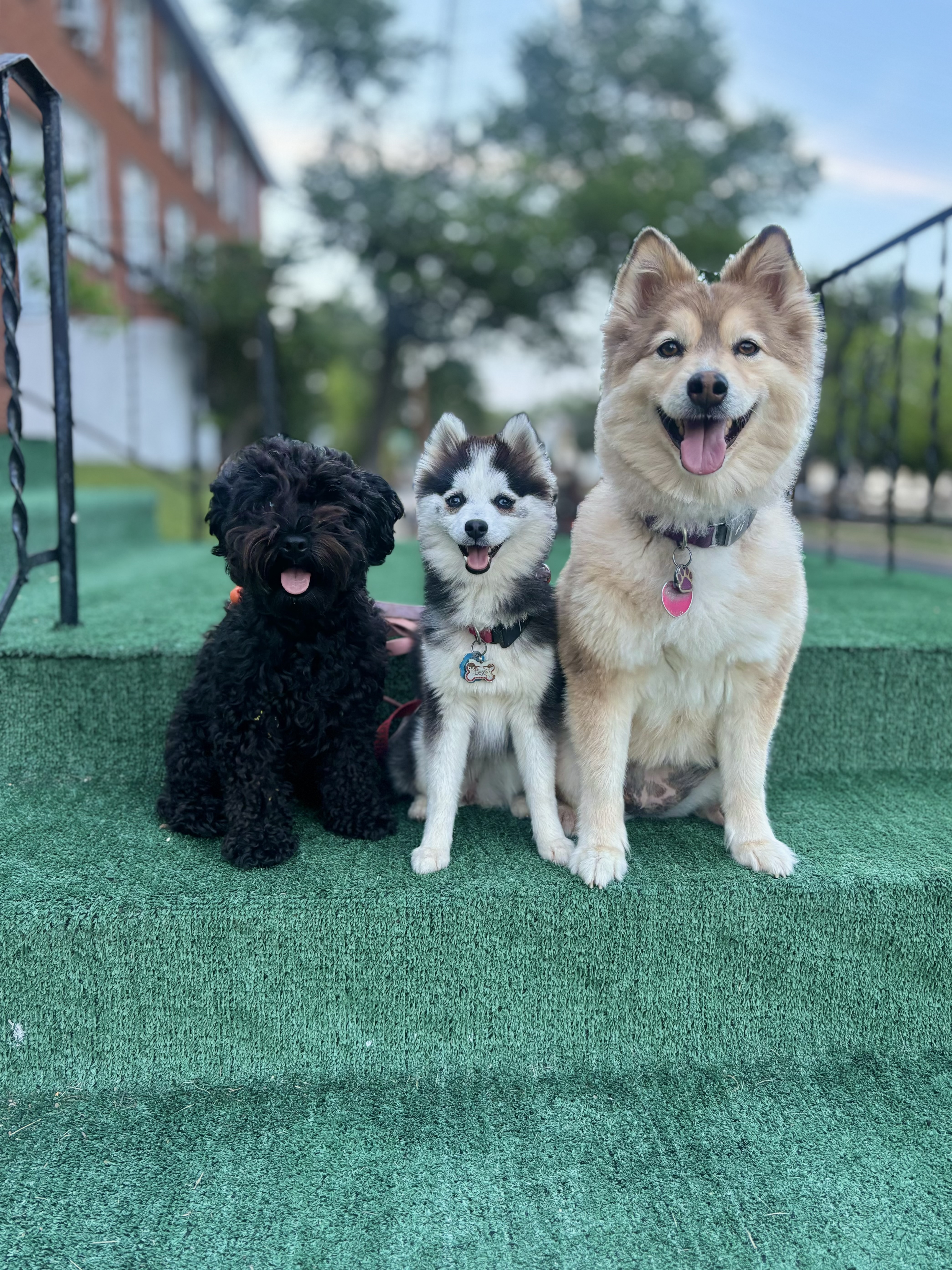 Three dogs sitting together